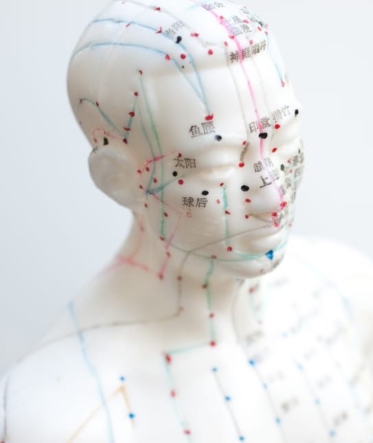 Modèle de points d'acupuncture